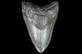 Fossil Megalodon Tooth - South Carolina #74076-1